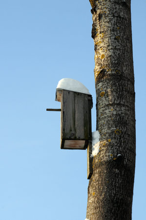 Bird house on a tree at winter time with blue sky in background.