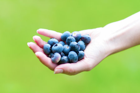Fresh Blueberries in a Woman Hand の写真素材