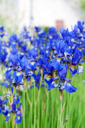 Iris sibirica, the Siberian Iris or Siberian flagの写真素材