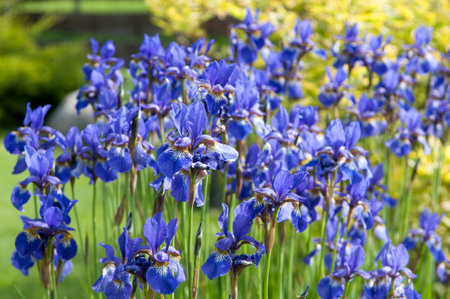 Iris sibirica, the Siberian Iris or Siberian flagの写真素材