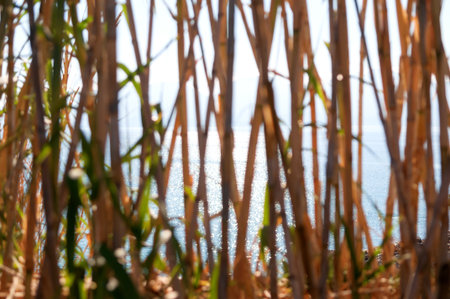 Sea view through reeds on the sea coast with sun reflection in the waterの写真素材