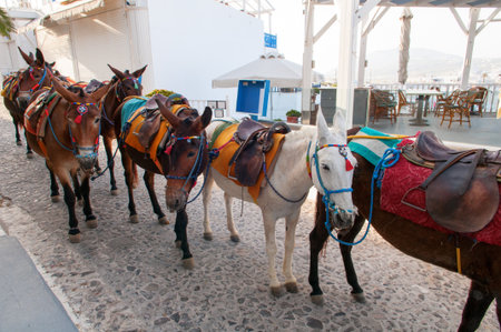 Donkeys on Santorini island, Greeceの写真素材