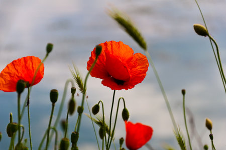 Floral design with poppiesの写真素材