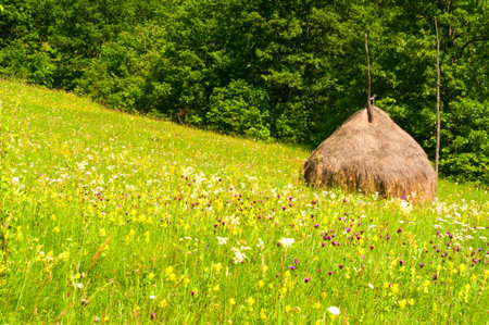 Beautiful countryside landscape with flowers, grass and haystackの写真素材