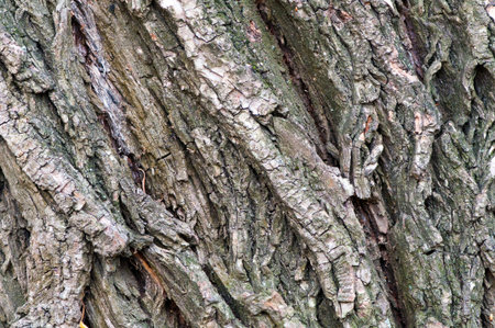 Tree bark texture