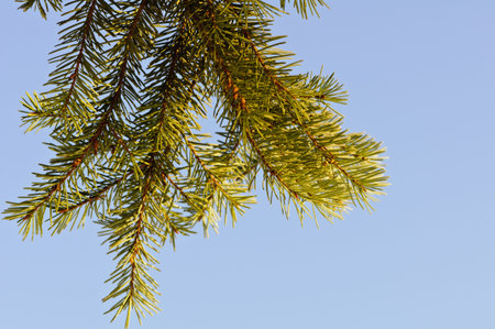 Christmas tree branch isolated on clear blue sky