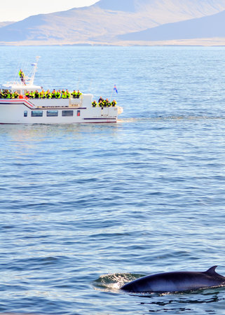 Whale watching in Icelandの写真素材