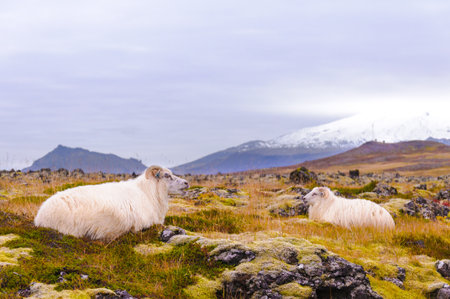 Icelandic sheepsの写真素材