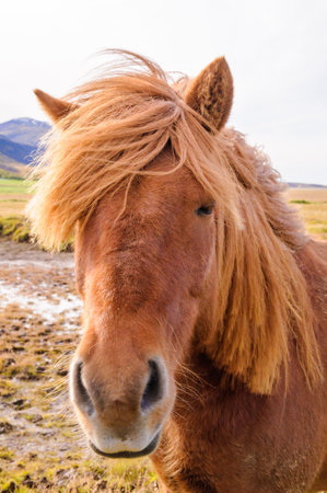 Iceland Horseの写真素材