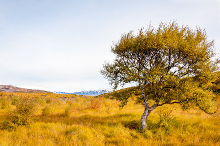 Icelandic landscape with volcanic rocks and green grassの写真素材