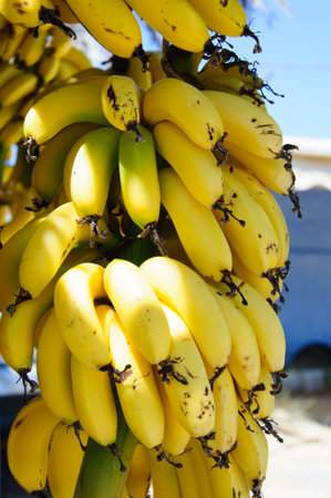 Bunch of small yellow bananas for sale on the way to famous beach of Vai, Crete, Greeceの写真素材