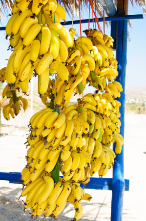 Bunch of small yellow bananas for sale on the way to famous beach of Vai, Crete, Greeceの写真素材