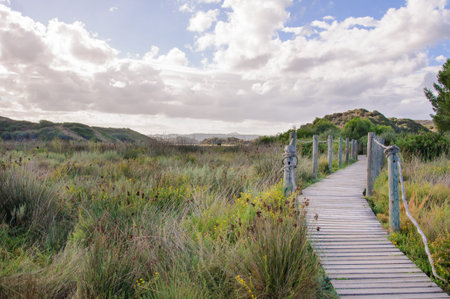 Wooden path crossing grass field in summer