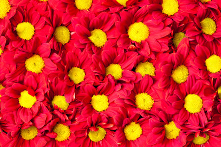 Red Gerbera flowers backroundの写真素材