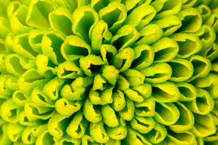 Chrysanthemum green flower closeup, abstract backgroundの写真素材