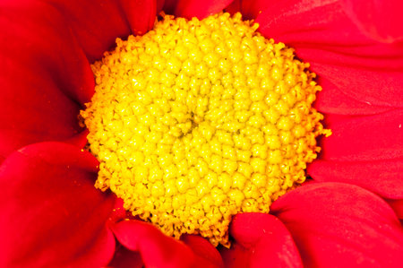 Red and yellow Gerbera flower macro shotの写真素材