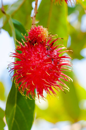 Close-up shot of a Rambutan tropical fruit in the treeの写真素材