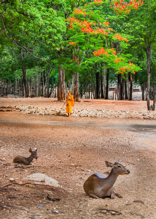 Kanchanaburi, Thailand - May 23, 2014:Monk doing daily cleaning routine at at the Tiger Temple in Kanchanaburi, Thailand.Tiger Temple, or Wat Pha Luang Ta Bua, is a Theravada Buddhist temple in western Thailand that was founded in 1994 as a forest temple のeditorial素材