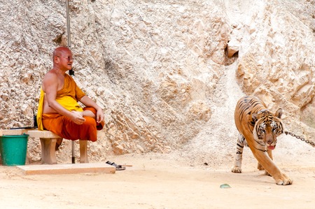 Kanchanaburi, Thailand - May 23, 2014:Unknown buddhist monk with a bengal tiger at the Tiger Temple on May 23, 2014 in Kanchanaburi, Thailand.The Temple was founded in 1994 as a forest temple and sanctuary for wild animals.のeditorial素材