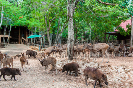 Scenery at the Tiger Temple in Kanchanaburi, Thailandの写真素材