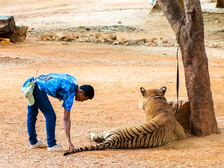 Kanchanaburi, Thailand - May 23, 2014: Staff and volunteers with Bengal tiger at the Tiger Temple on May 23, 2014 in Kanchanaburi, Thailand.The Temple was founded in 1994 as a forest temple and sanctuary for wild animals.のeditorial素材