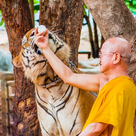 Unknown buddhist mKanchanaburi, Thailand - May 23, 2014: Buddhist monk feeding with milk a bengal tiger at the Tiger Temple on May 23, 2014 in Kanchanaburi, Thailand.のeditorial素材