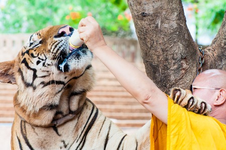 Unknown buddhist mKanchanaburi, Thailand - May 23, 2014: Buddhist monk feeding with milk a bengal tiger at the Tiger Temple on May 23, 2014 in Kanchanaburi, Thailand.のeditorial素材
