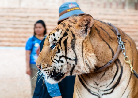 Kanchanaburi, Thailand - May 23, 2014: Staff and volunteers with Bengal tiger at the Tiger Temple on May 23, 2014 in Kanchanaburi, Thailand.The Temple was founded in 1994 as a forest temple and sanctuary for wild animals.のeditorial素材