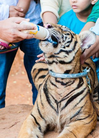 Unknown buddhist mKanchanaburi, Thailand - May 23, 2014: Buddhist monk feeding with milk a bengal tiger at the Tiger Temple on May 23, 2014 in Kanchanaburi, Thailand.onk with a bengal tiger at the Tiger Temple on November 30 2011, Kanchanaburi, Thailand.のeditorial素材