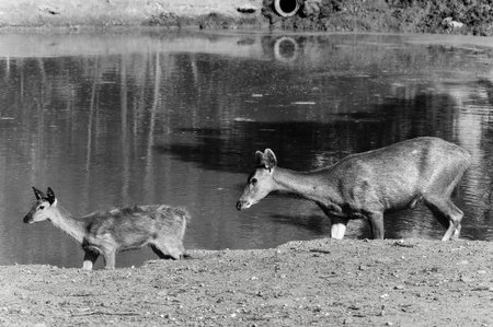 Deer at Kanchanaburi, Thailandの写真素材