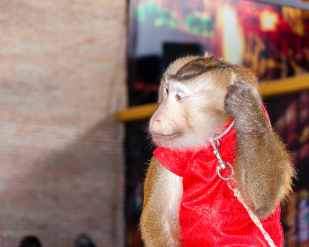 Trained monkey performing in circusの写真素材
