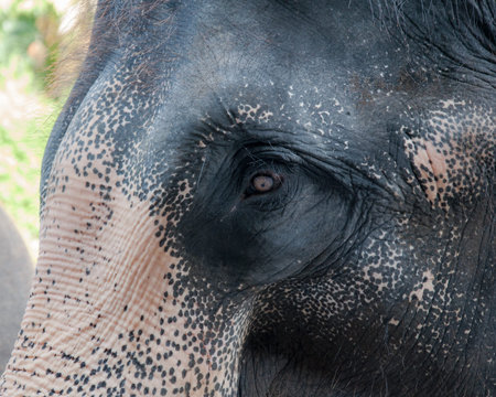 Close-up shot of Asian elephant head