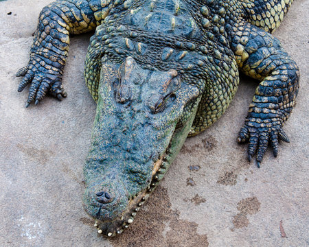 Crocodile on a farm, Thailandの写真素材