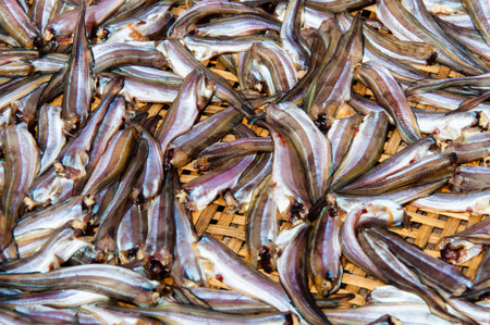 Small Fish drying on bamboo basket in the sunの写真素材