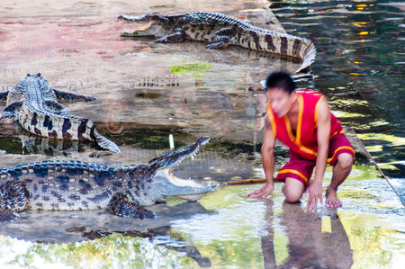 Nakhon Pathom, Thailand - May 24, 2014: Crocodile show at Samphran Crocodile Farm on May 24, 2014 in Nakhon Pathom,Thailand. The farm of more than 10,000 crocodiles is acclaimed to have one of the cleanest and most impressive public crocodile displays in のeditorial素材