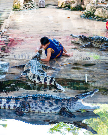Nakhon Pathom, Thailand - May 24, 2014: Crocodile show at Samphran Crocodile Farm on May 24, 2014 in Nakhon Pathom,Thailand. The farm of more than 10,000 crocodiles is acclaimed to have one of the cleanest and most impressive public crocodile displays in のeditorial素材