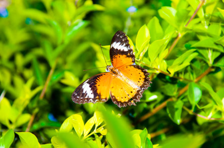 View of Colorful Orange butterfly in summer timeの写真素材