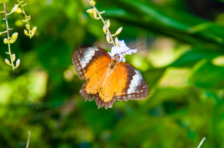 View of Colorful Orange butterfly in summer timeの写真素材