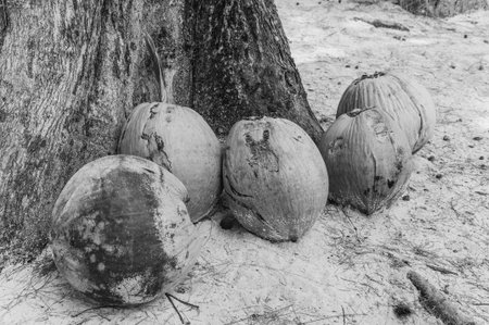 View of coconuts on sandy beachの写真素材