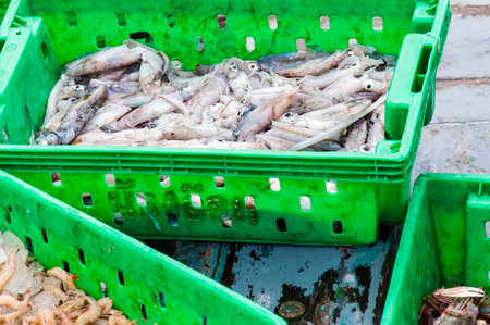 Fresh seafood in boxes at the fish market