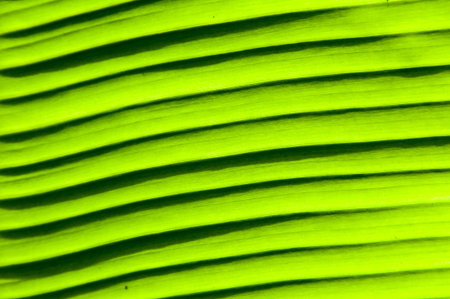 Close-up on Green banana leaf background