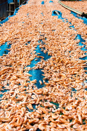 Close up on dried shrimps in the sunの写真素材
