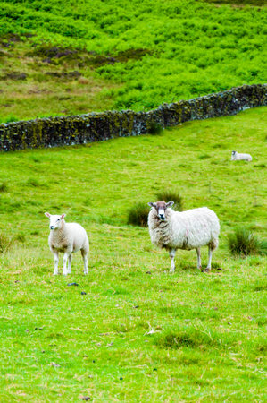 View of English grazing sheep in countrysideの写真素材