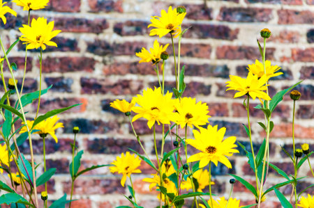 yellow flowers against brick wallの写真素材