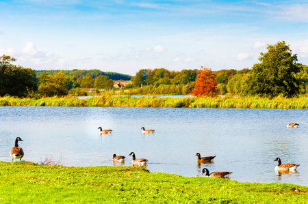 English landscape in autumn with colorful trees and wildlifeの写真素材