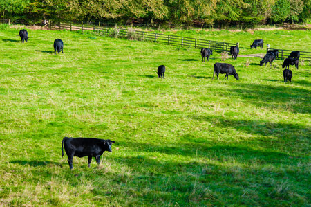 Cows grazing in a fresh green field, Englandの写真素材