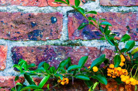 Seabuckthorn berries against red brick wall, natural frame の写真素材