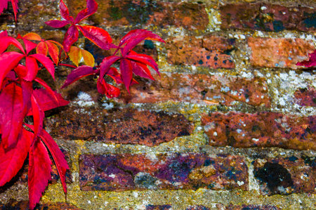 Autumn leaves against red brick wall, natural frame の写真素材