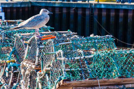 Closeup on Lobster pots on the dock, Englandの写真素材
