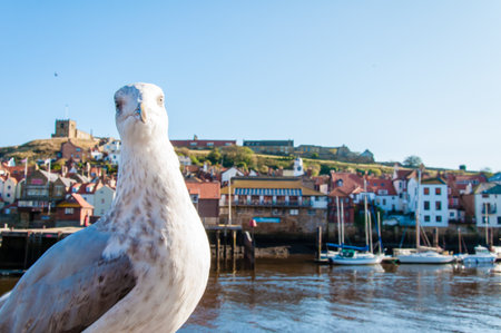 Scenic view of Whitby city and abbey in sunny autumn day.Whitby is a seaside town and port in North Yorkshire, UK. Its attraction as a tourist destination is enhanced by its association with the world famous horror novel Dracula, written by Bram Stokerの写真素材